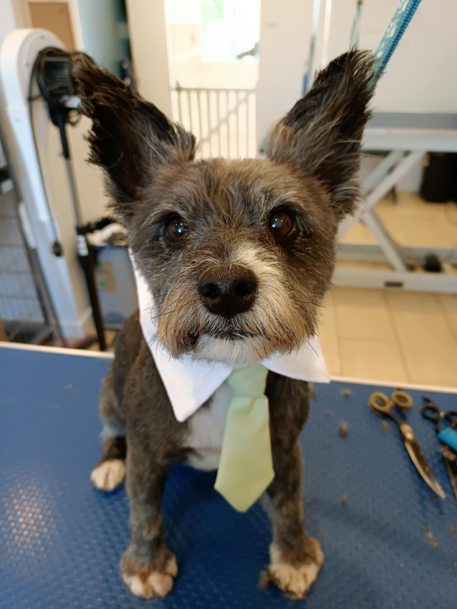 Happy groomed dogs